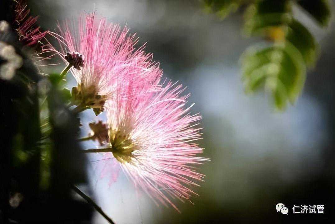 试管助孕中应该“谈狼色变”吗？