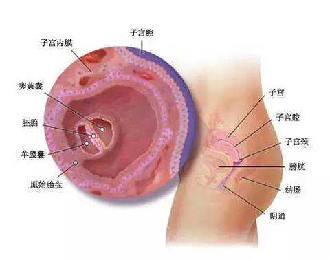 子宮內膜环境对于试管婴儿成功率很重要