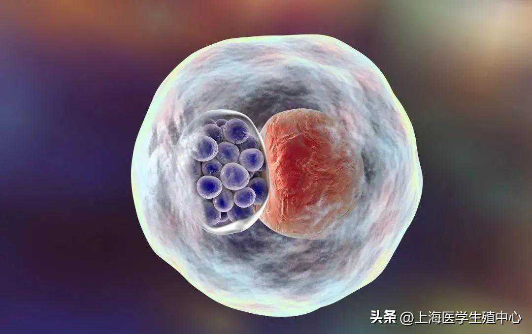 做试管婴儿多久可以检查出来是否受孕?