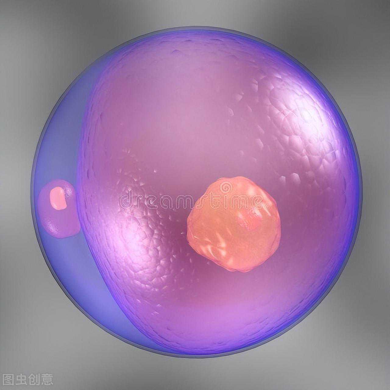 试管婴儿取卵后，卵子和精子被送到实验室，都需要做哪些工作？