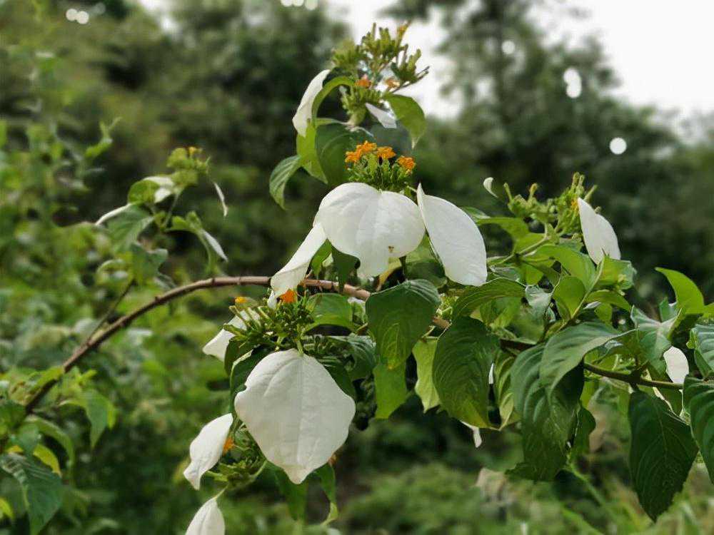 楠藤——植物非试管高效快繁技术