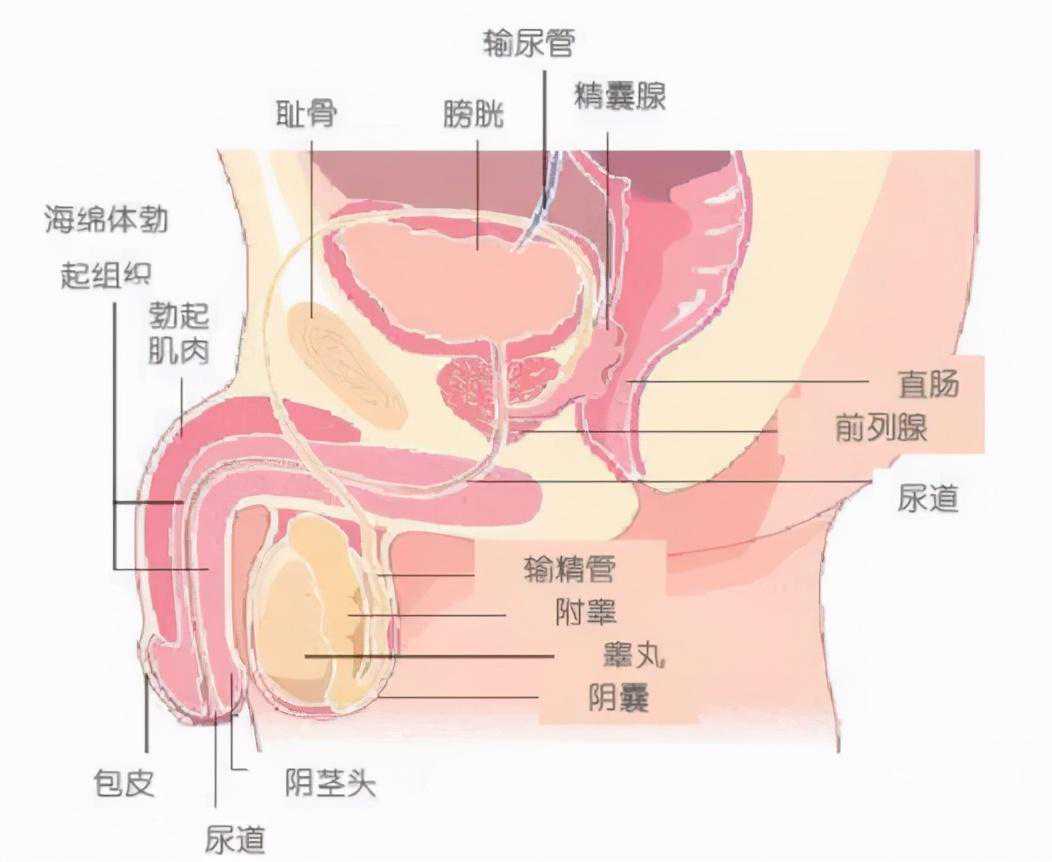 精液有炎症该怎么办？是否影响备孕？医生道出精液炎症的来龙去脉