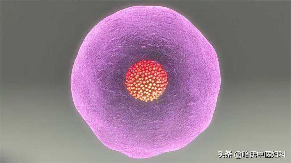 卵泡长不大长得慢？备孕女性这样做，轻松助好孕