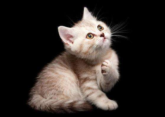 家里有宠物怎么备孕？掌握科学的方法完全不用担心