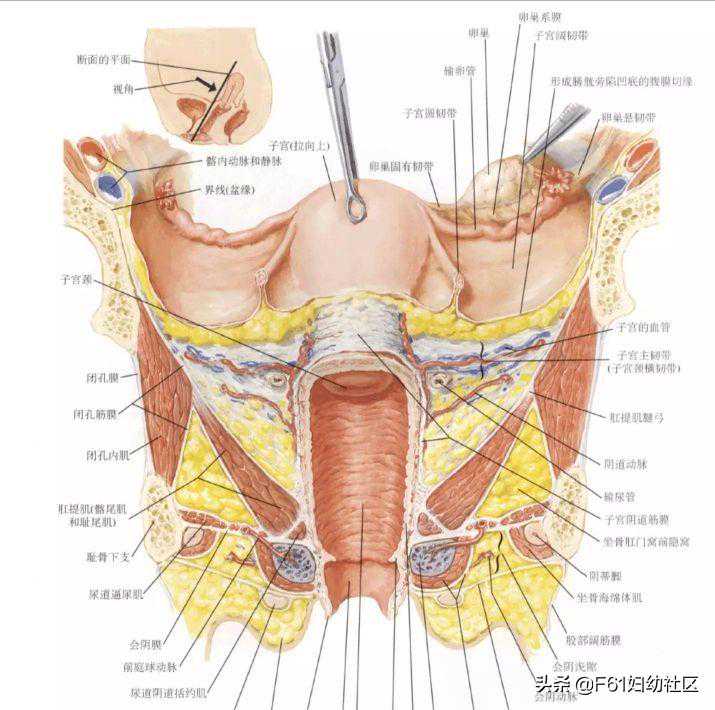 子宫内膜容受性差有什么表现？备孕前怎么调理？